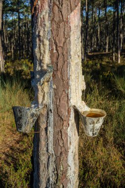 Ovar - Portekiz 'deki çam ağaçlarının gövdelerinden doğal reçinenin çıkarılması.