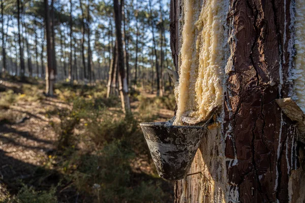 Ovar Portekiz Deki Çam Ağaçlarının Gövdelerinden Doğal Reçinenin Çıkarılması — Stok fotoğraf
