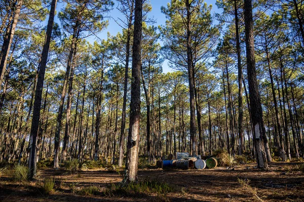 Extração Resina Natural Troncos Pinheiros Ovar Portugal — Fotografia de Stock