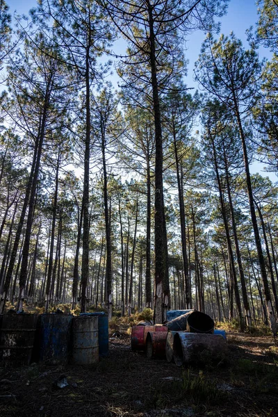 Extração Resina Natural Troncos Pinheiros Ovar Portugal — Fotografia de Stock