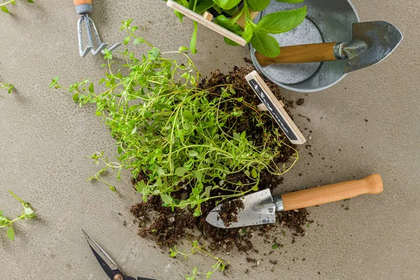 Home Gardening Thyme Basil Bush Pots Gardening Tools Concrete Stand — Stock Photo, Image