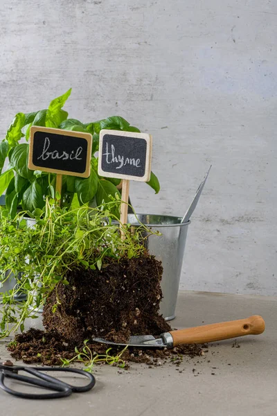 Home Gardening Thyme Basil Bush Pots Gardening Tools Concrete Stand — Stock Photo, Image