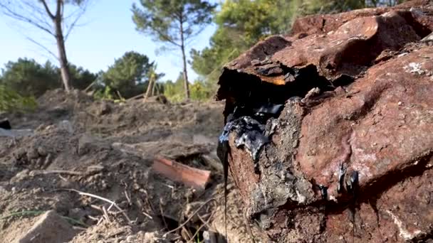 Ovar Portugal Şubat 2022 Portekiz Dunas Ovar Ormanı Çöp Katran — Stok video