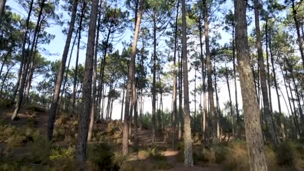 Pinheiros Vista Florestal Ovar Portugal — Vídeo de Stock