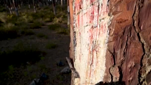 Ovar Portekiz Deki Çam Ağaçlarının Gövdelerinden Doğal Reçinenin Çıkarılması — Stok video