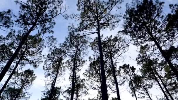 Вид Сосновый Лес Оваре Португалия — стоковое видео