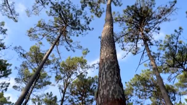 Extraction Natural Resin Pine Tree Trunks Ovar Portugal — Stock Video