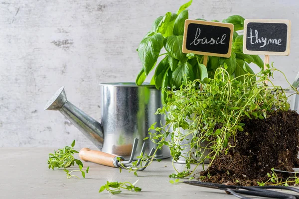 Home Gardening Thyme Basil Bush Pots Gardening Tools Concrete Stand — Stock Photo, Image