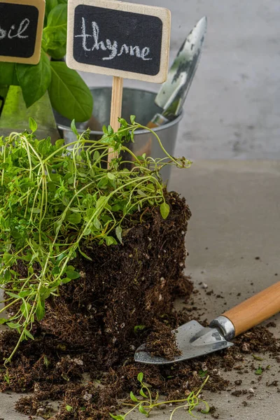 Home Gardening Thyme Basil Bush Pots Gardening Tools Concrete Stand — Stock Photo, Image
