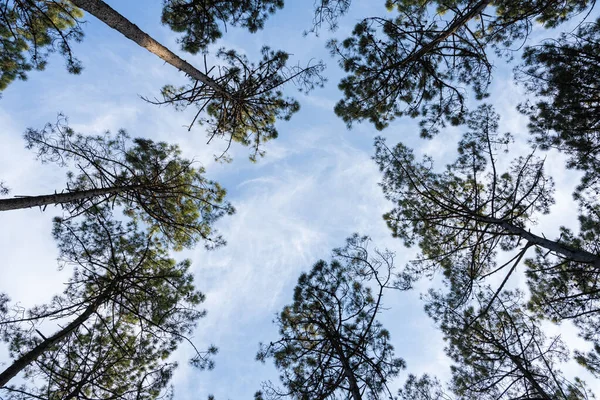 Pine Trees Forest View Ovar Portugal — Stock Photo, Image