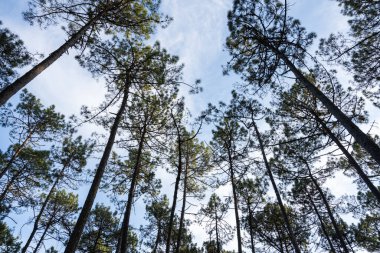 Ovar 'da çam ağaçları orman manzarası - Portekiz.