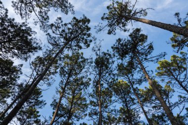 Ovar 'da çam ağaçları orman manzarası - Portekiz.