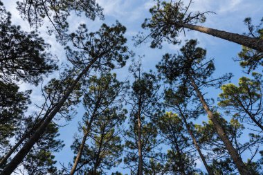 Ovar 'da çam ağaçları orman manzarası - Portekiz.