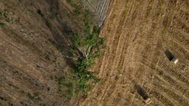 Murtosa, Aveiro, Portekiz de Aveiro Lagoon yakınındaki kırsal manzara havadan görünümü