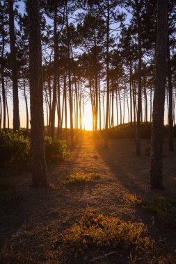 Pine forest at sunset on top of a sand dune in Maceda, Ovar - Portugal.