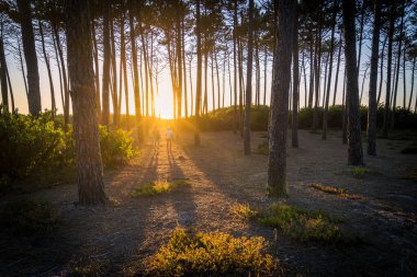 Surfers walking through the pine forest at sunset on top of a sand dune in Maceda, Ovar - Portugal.