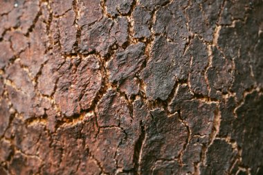 Old brown oak bark detailed texture. Close-up with shallow depth of field.