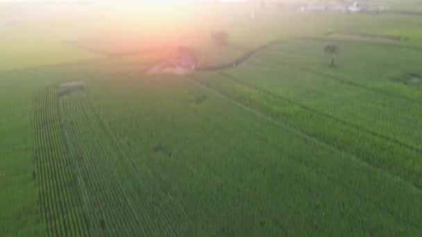 Αεροφωτογραφία Ηλιοβασίλεμα Πάνω Από Πράσινο Cornfields Bestida Murtosa Πορτογαλία — Αρχείο Βίντεο