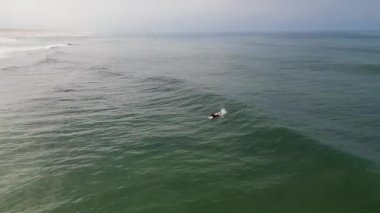 Dalgalı denizde sörfçü Murtosa, Aveiro - Portekiz.