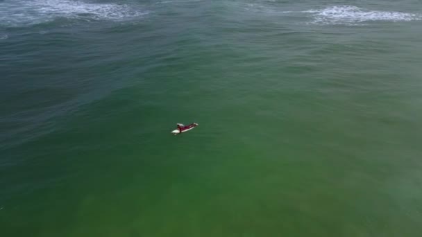 Vue Aérienne Surfeur Dans Mer Ondulée Murtosa Aveiro Portugal — Video