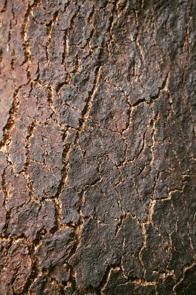 Old Brown Oak Bark Detailed Texture Close Shallow Depth Field — ストック写真