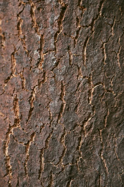 Old Brown Oak Bark Detailed Texture Close Shallow Depth Field — Photo