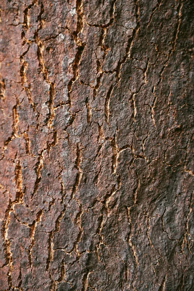 Old Brown Oak Bark Detailed Texture Close Shallow Depth Field — ストック写真