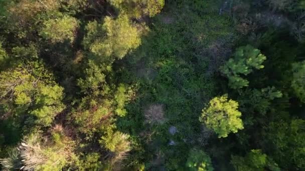 Ovar Portugália 2022 Október Bontási Munkákból Származó Hulladék Dump Forest — Stock videók