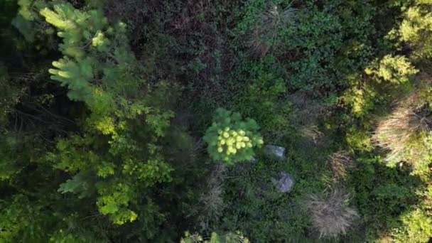 Ovar Portugália 2022 Október Bontási Munkákból Származó Hulladék Dump Forest — Stock videók