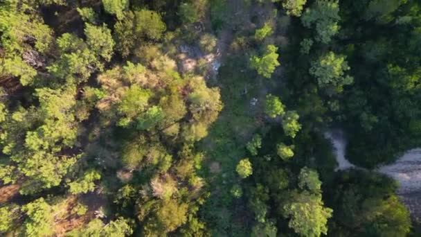 Ovar Portugal Octubre 2022 Residuos Obras Demolición Vertedero Perímetro Forestal — Vídeo de stock