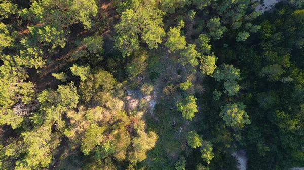 Ovar Portugal October 2022 작업에서 나스데 바르의 숲에서 서식하는 포르투갈 — 스톡 사진