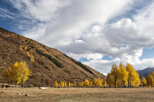 Foresta autunnale — Foto Stock