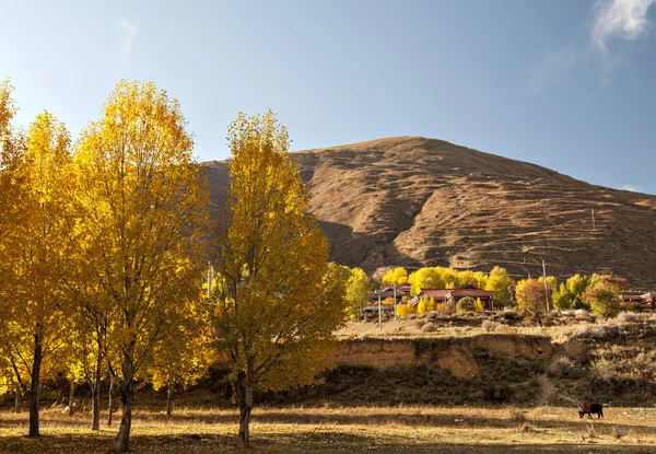 Herfstbos — Stockfoto