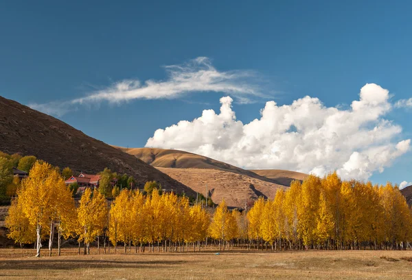 Sonbahar renk — Stok fotoğraf