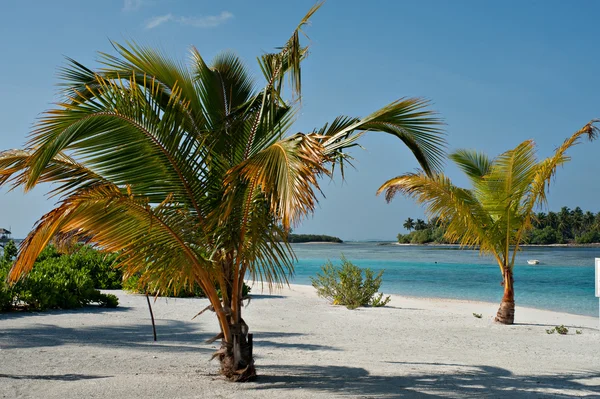 Praia tropical — Fotografia de Stock