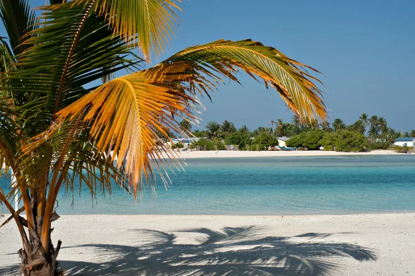 Tropical beach — Stock Photo, Image