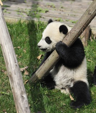 dev panda