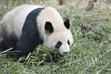 dev panda