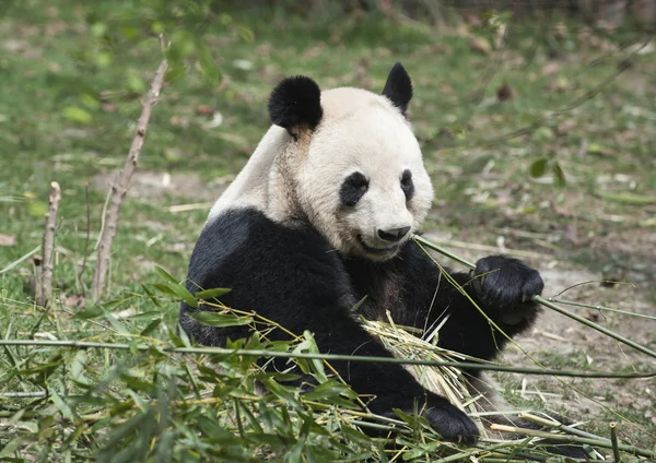 Dev panda — Stok fotoğraf