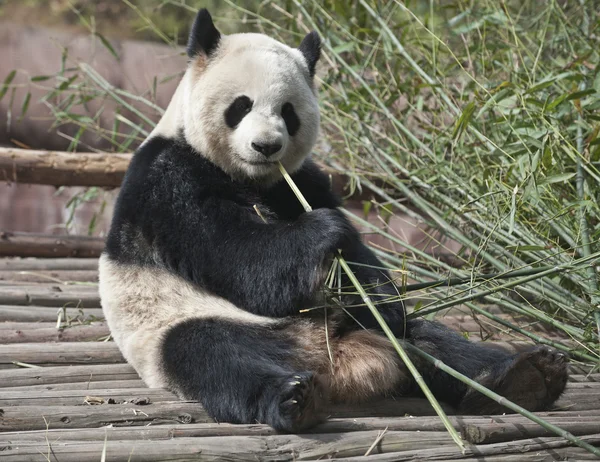 Panda gigante — Fotografia de Stock