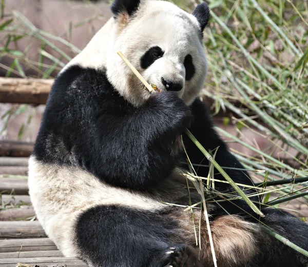 Panda gigante — Fotografia de Stock