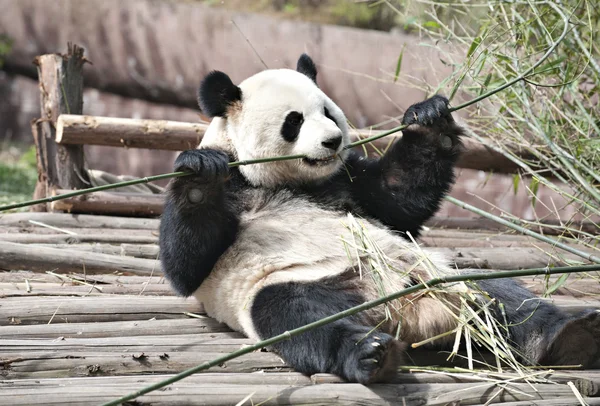 Giant panda — Stock Photo, Image