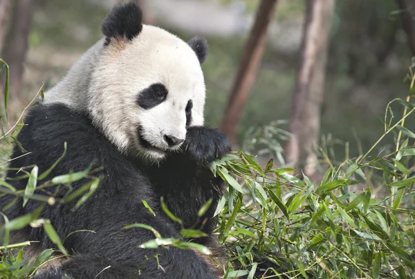 Giant panda — Zdjęcie stockowe