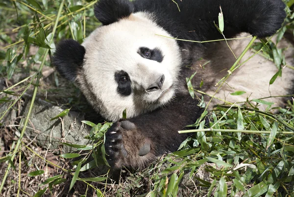 Panda gigante — Fotografia de Stock