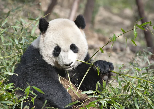 Riesenpanda — Stockfoto