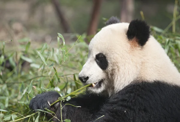 Dev panda — Stok fotoğraf