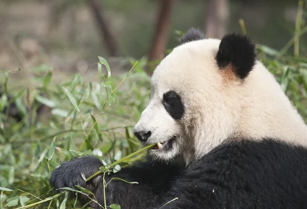 Giant panda — Zdjęcie stockowe