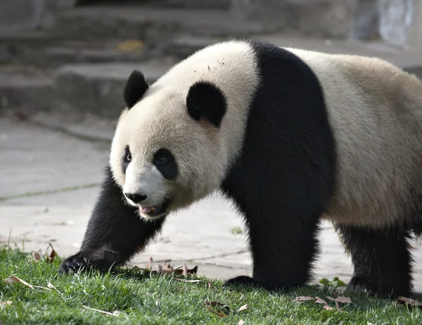 Giant panda — Zdjęcie stockowe