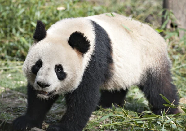 Panda gigante — Fotografia de Stock