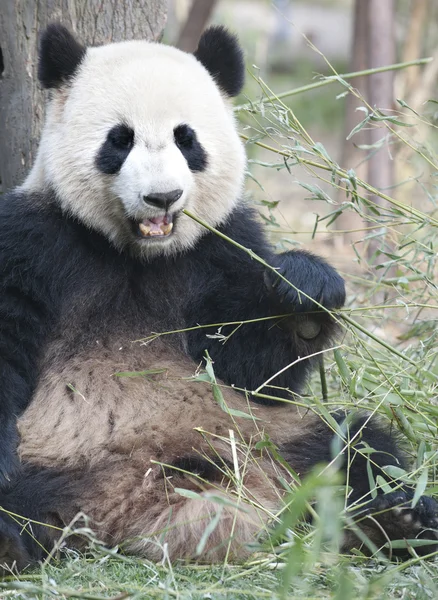 Gigantisk panda – stockfoto